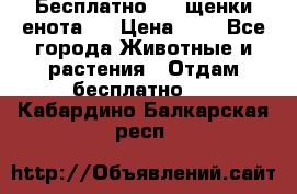 Бесплатно !!! щенки енота!! › Цена ­ 1 - Все города Животные и растения » Отдам бесплатно   . Кабардино-Балкарская респ.